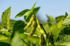 Sojabonen (Edamame)