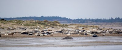 Seals_06_Jeroen Hoekendijk.jpg