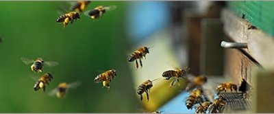 bijen.jpg
