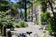 Klimaatbestendige stadsbomen