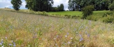Op en rond akkers in Zuid-Limburg liggen kansen voor biodiversiteit (Bron: Femke Kleisterlee)