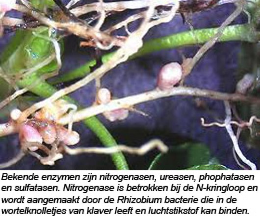 witwortelknolletje.jpg
