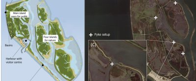 Overzicht van Marker Wadden. (A) De vijf aangelegde eilanden van Marker Wadden, waarbij het hoofdeiland toegankelijk is voor bezoekers en de overige vier eilanden bestemd zijn voor natuurontwikkelingen (uit: Van Leeuwen et al., 2021). (B) Satellietfoto van het hoofdeiland waarop de structuur van zandige ringdijken met daarbinnen bassins te zien is. De locaties van de fuikenopstellingen zijn aangegeven met witte kruisjes. (C) Een ondiep (slib-)compartiment waarop de verbindingen (geul) met het meer open water te zien is. 