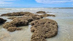 Sabellariawormen plakken hun woonbuizen aan elkaar tot een rif. Foto: Jean Mekelenkamp