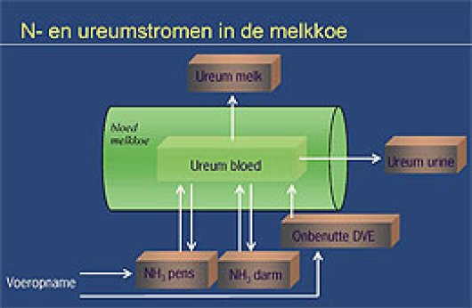 Ureumstromen.jpg