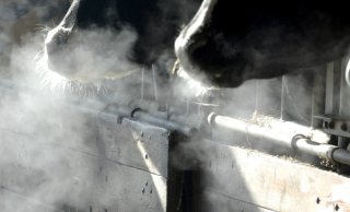 Picture 1 - breath of cow.jpg