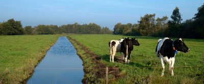 Figuur 1: Kenmerkend voor het veenweidegebied zijn de talrijke watergangen en sloten.