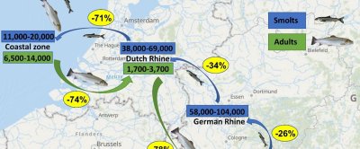 Geschatte aantallen van stroomafwaarts naar zee migrerende smolts (blauw) en naar zoet water stroomopwaarts migrerende adulten (groen). De verliespercentages per riviersectie staan in geel gemarkeerd, en de terugkeerverhouding is in rood aangegeven. Bron: Wageningen Marine Research