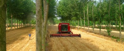 Tarwe – populier agroforestry systeem, Zuid Frankrijk (foto: Christian Dupraz)