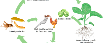 Insectenresten in een circulair voedingssysteem
