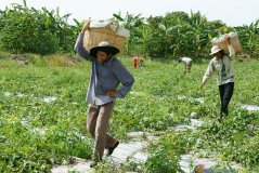 Boeren op een meloenenplantage in de Mekongdelta. Foto: Xuanhuongho / Shutterstock.com