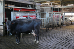 De koeien worden gemolken door drie melkrobots.